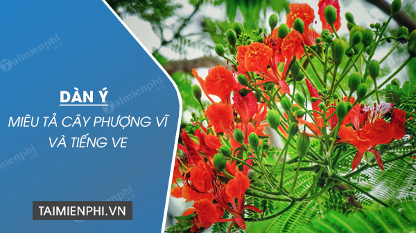 dan y mieu ta cay phuong vi va tieng ve