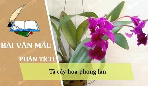 dan y ta cay hoa phong lan