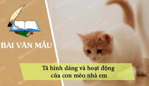 dan y ta hinh dang va hoat dong cua con meo nha em