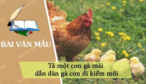 dan y ta mot con ga mai dan dan ga con di kiem moi