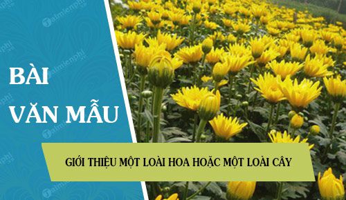 gioi thieu mot loai hoa hoac mot loai cay