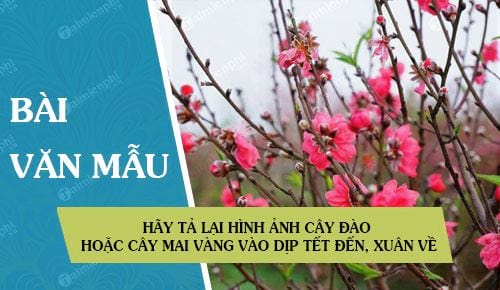 hay ta lai hinh anh cay dao hoac cay mai vang vao dip tet den xuan ve