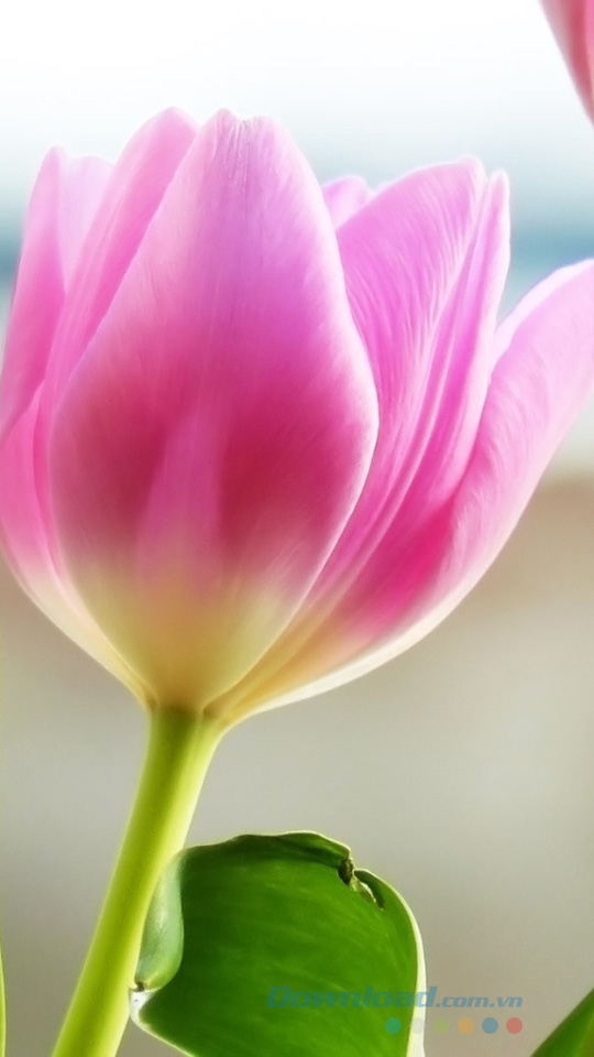 TOP những hình nền hoa đẹp cho iPhone siêu ĐẸP, chất lượng CAO | Hướng dẫn  kỹ thuật