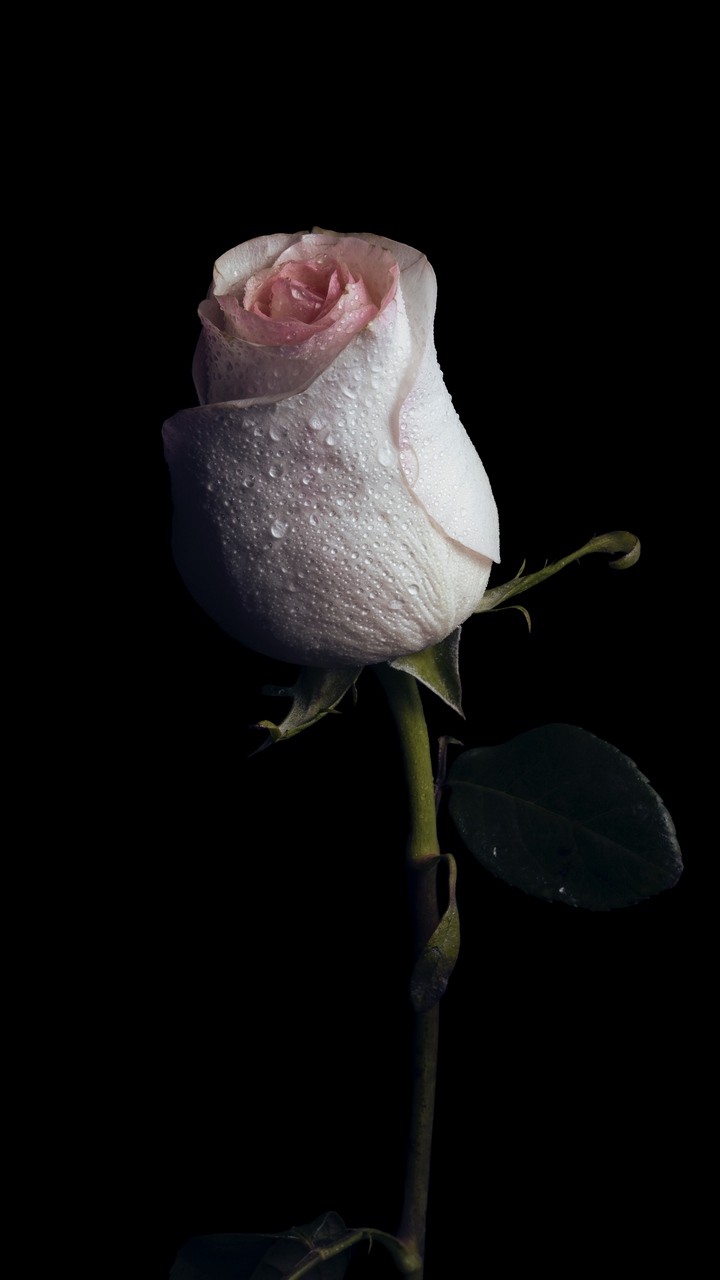 99+ Hình nền hoa hồng đẹp nhất cho điện thoại - thcs-thptlongphu ...