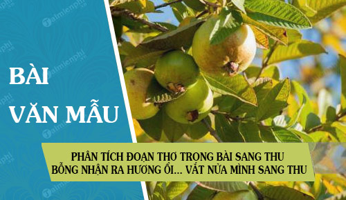 phan tich doan tho trong bai sang thu bong nhan ra huong oi vat nua minh sang thu