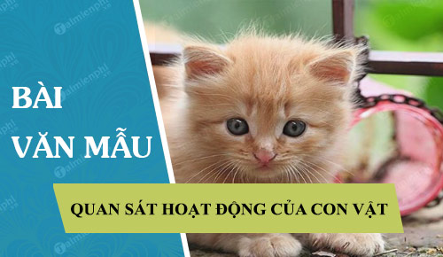 quan sat hoat dong va viet mot doan van mieu ta cac hoat dong do