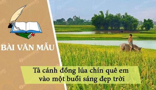 ta canh dong lua chin que em vao mot buoi sang dep troi