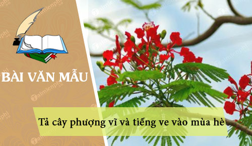 ta cay phuong vi va tieng ve vao mua he