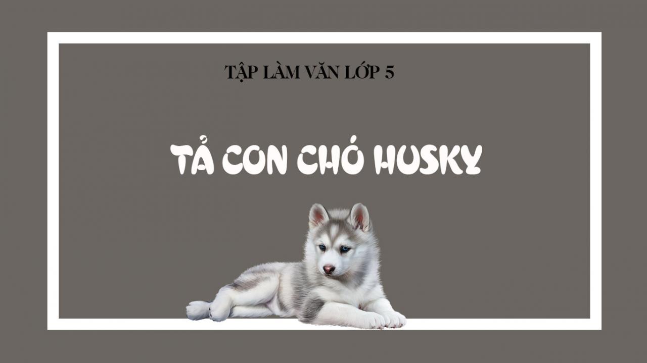 Ta chu cho husky lop 5