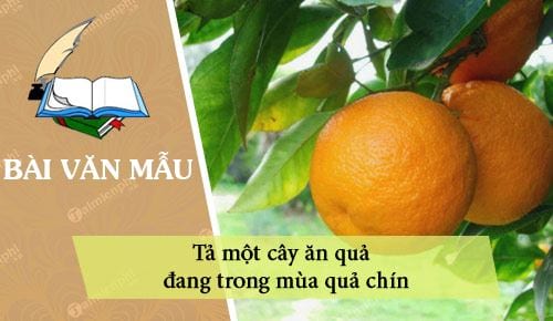 ta mot cay an qua dang trong mua qua chin