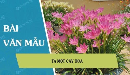 ta mot cay hoa