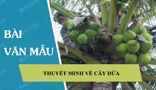 thuyet minh ve cay dua 41616