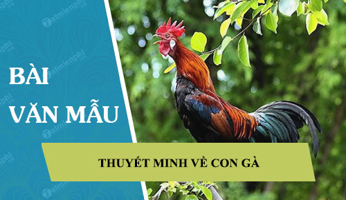 thuyet minh ve con ga 41619