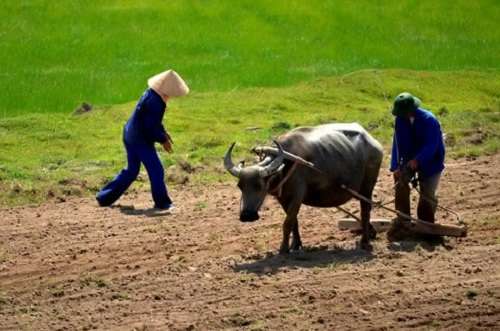 dàn ý thuyết minh về con trâu