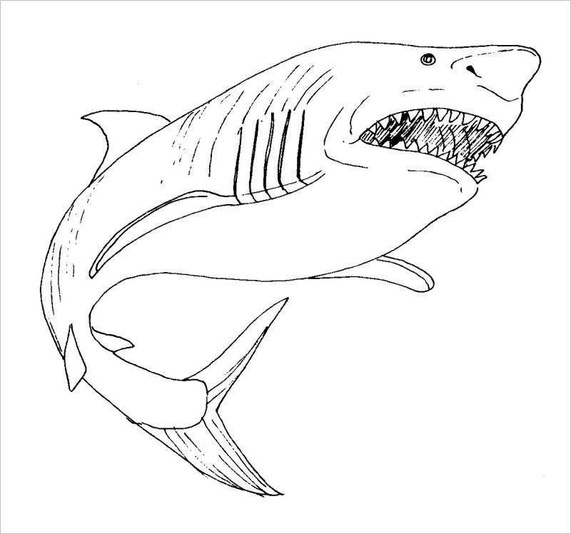 tuyển tập tranh tô màu cá mập dưới biển sâu cho bé tập tô thcs