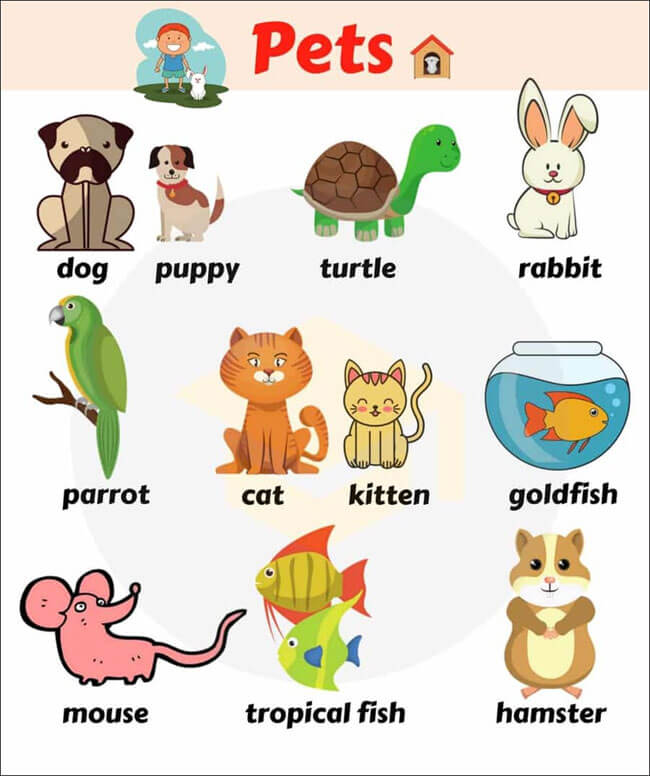Từ vựng kèm hình ảnh các con vật bằng tiếng Anh