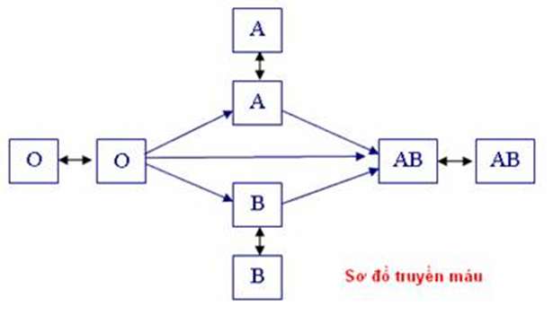 Vẽ sơ đồ truyền máu sinh học lớp 8