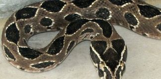 Con Nưa 9 mũi"như thế nào? Bí ẩn về loài bò sát cực độc có thật này