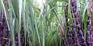 saccarozo có nhiều trong mía