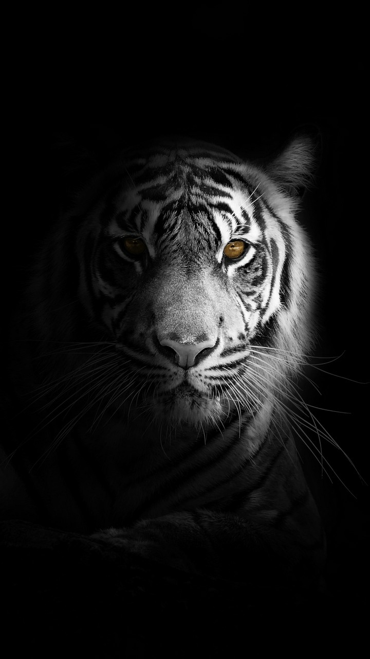 99+ Hình nền con hổ 3D, Ảnh nền hổ 3D đẹp cho điện thoại - thcs ...