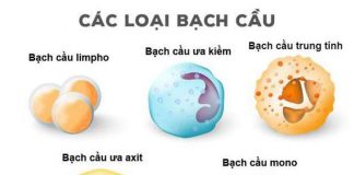 Bạch cầu được phân chia thành mấy loại chính?