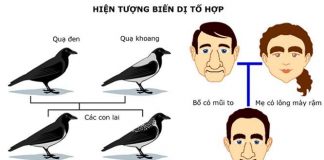 Những hiện tượng của biến dị tổ hợp