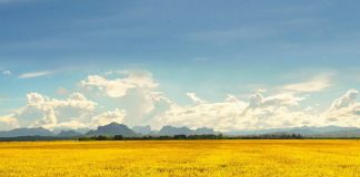 Tả cảnh buổi sáng trên cánh đồng quê em lớp 5, 6 hay nhất