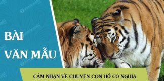 cam nhan ve chuyen con ho co nghia