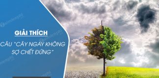 giai thich cau cay ngay khong so chet dung