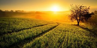 Tả cảnh hoàng hôn trên quê hương em hay nhất