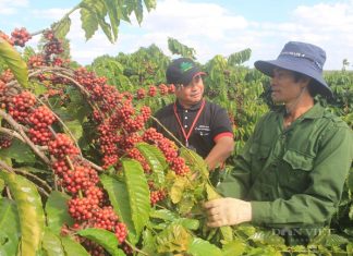 Viết báo cáo ngắn gọn về tình hình sản xuất, phân bố và tiêu thụ sản phẩm của một trong hai cây công nghiệp: cà phê, chè.