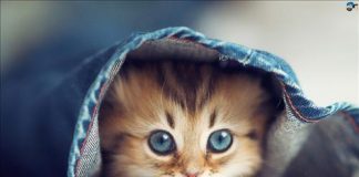 Sinh năm 1963 mệnh gì? Vận mệnh tuổi Quý Mão ra sao, hợp tuổi nào? | Đất  Xuyên Việt Blog