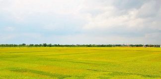 Viết đoạn văn tả cánh đồng lúa chín lớp 5