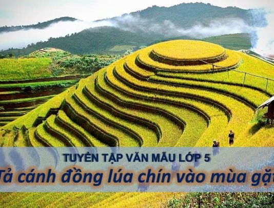 Văn mẫu Tả cánh đồng lúa chín vào mùa gặt