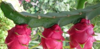 Thuyết minh về cây Thanh long lớp 9 hay nhất