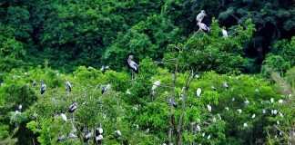 Đất lành chim đậu nghĩa là gì?