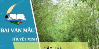 thuyet minh ve cay tre