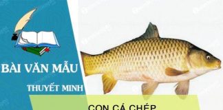 thuyet minh ve con ca chep