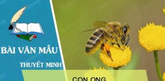 thuyet minh ve con ong