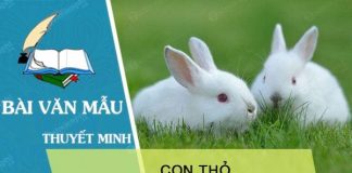 thuyet minh ve con tho