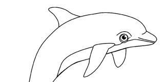các bức tranh tô màu cá heo cho bé