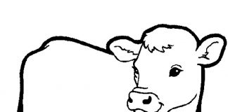 các bức tranh tô màu con bò cho bé