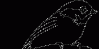 các bức tranh tô màu con chim cho bé