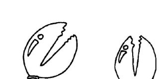 các bức tranh tô màu con cua cho bé