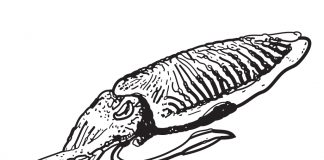 các bức tranh tô màu con mực cho bé