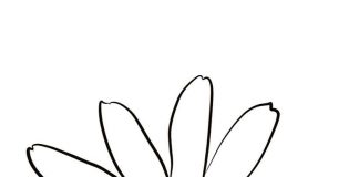 các bức tranh tô màu hoa đồng tiền cho bé