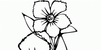 các bức tranh tô màu hoa mai cho bé