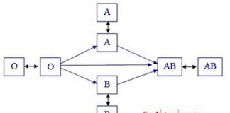Vẽ sơ đồ truyền máu sinh học lớp 8
